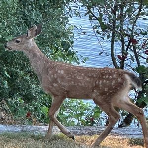 Shopper not a seller.